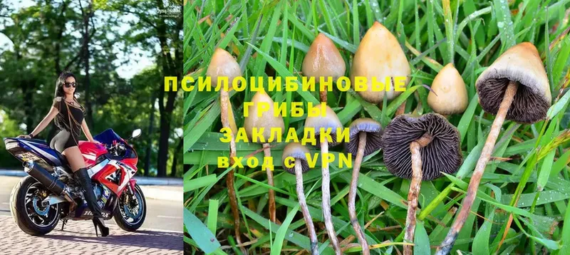 Псилоцибиновые грибы Magic Shrooms  OMG   Верхняя Пышма 